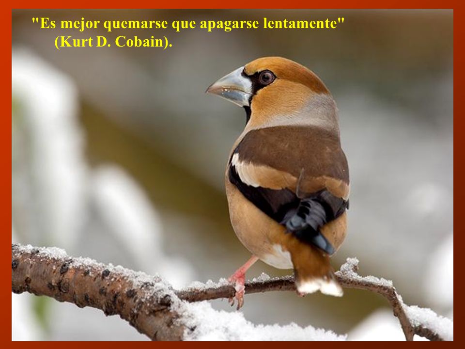 Es mejor quemarse que apagarse lentamente (Kurt D. Cobain).