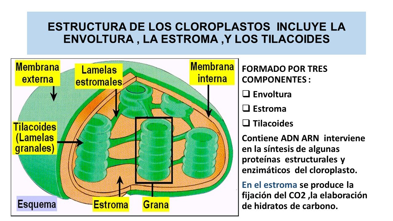 ESTRUCTURA DE LOS CLOROPLASTOS INCLUYE LA ENVOLTURA , LA ESTROMA ,Y LOS TILACOIDES