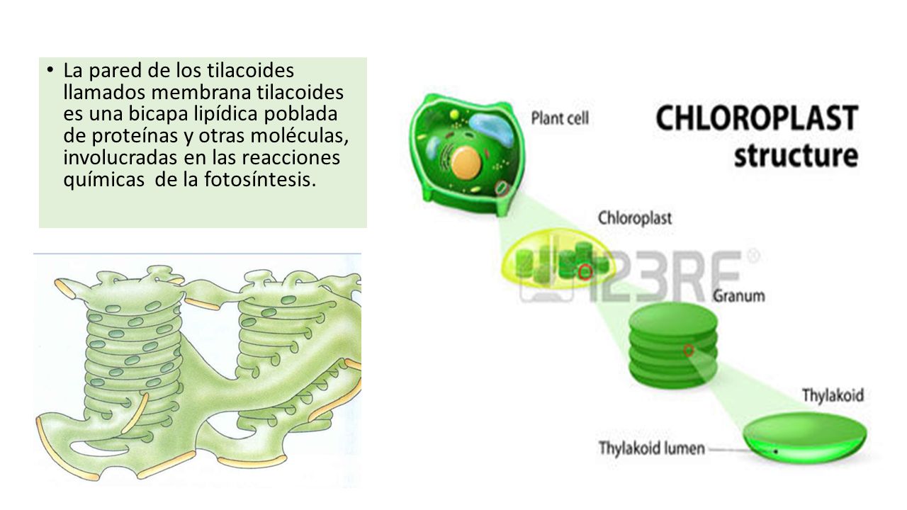 La pared de los tilacoides llamados membrana tilacoides es una bicapa lipídica poblada de proteínas y otras moléculas, involucradas en las reacciones químicas de la fotosíntesis.
