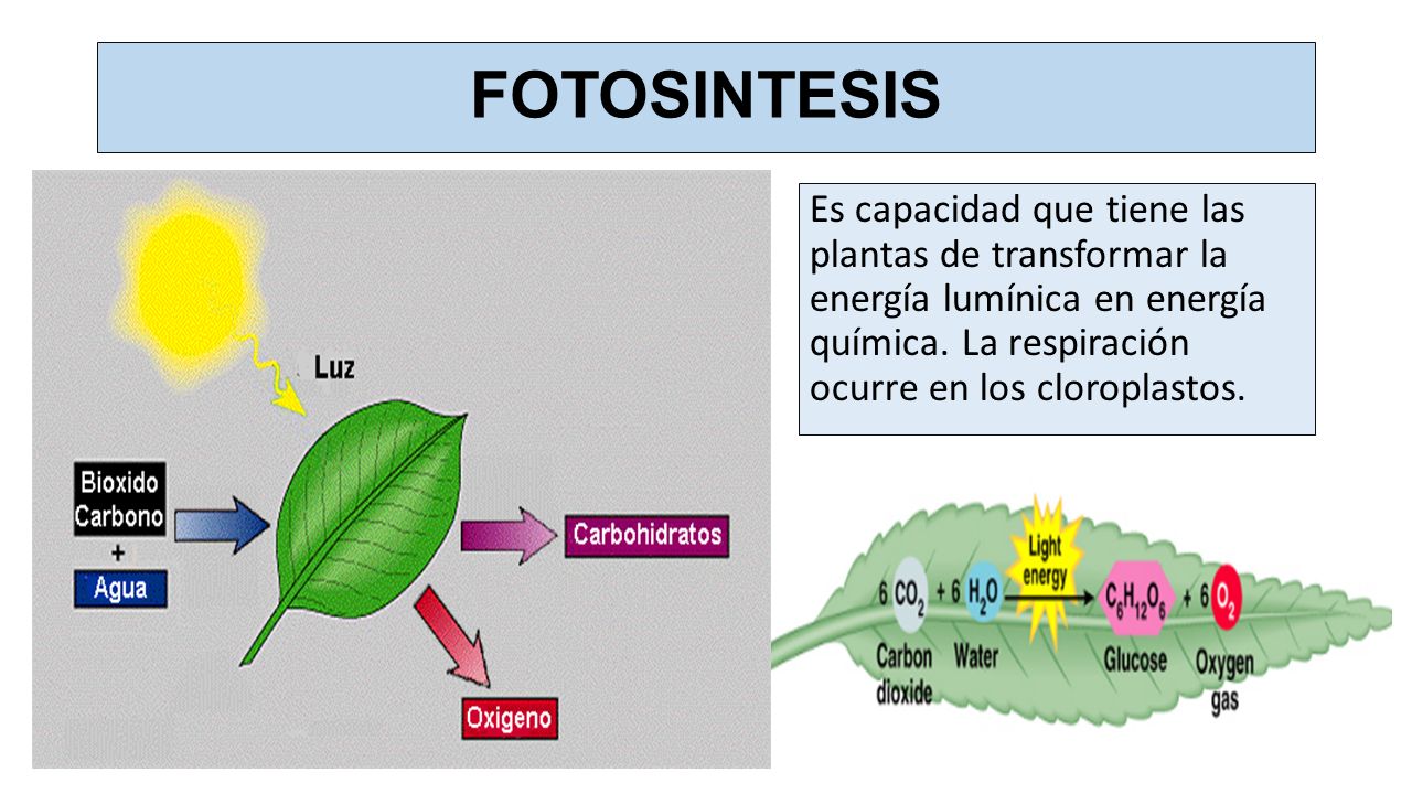 FOTOSINTESIS Es capacidad que tiene las plantas de transformar la energía lumínica en energía química.