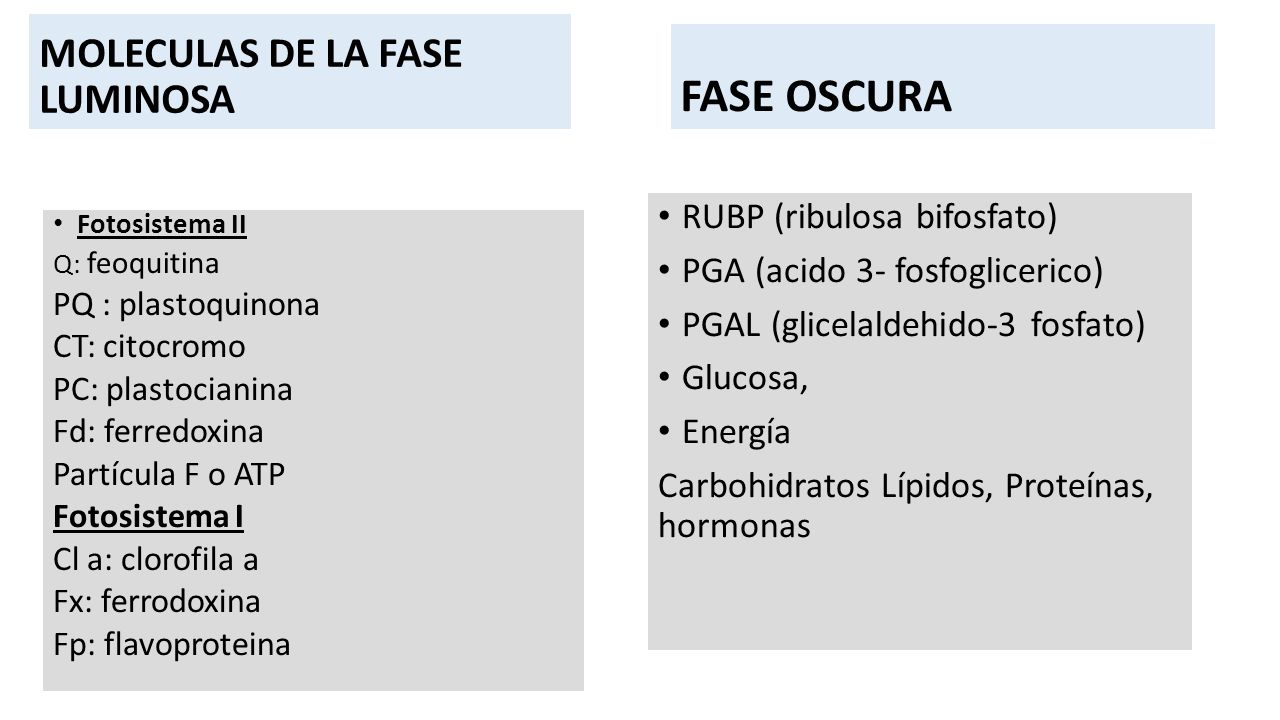 FASE OSCURA MOLECULAS DE LA FASE LUMINOSA RUBP (ribulosa bifosfato)
