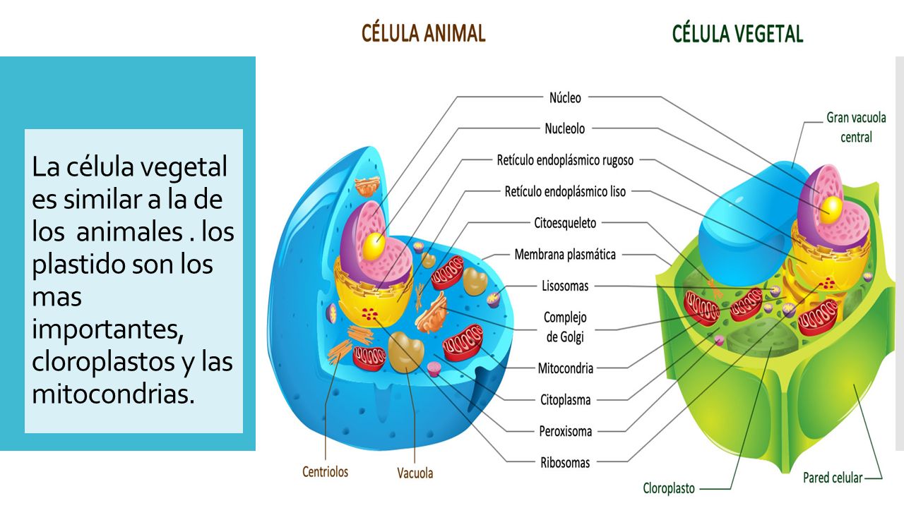 La célula vegetal es similar a la de los animales