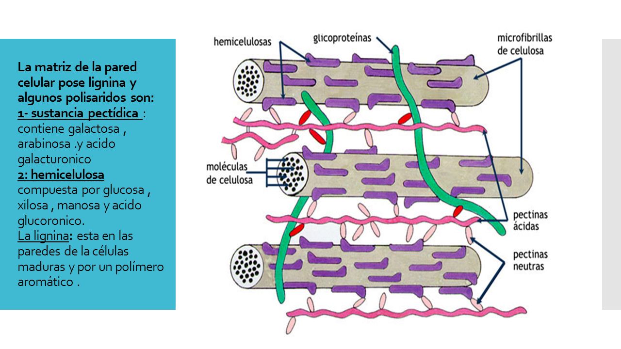 La matriz de la pared celular pose lignina y algunos polisaridos son: 1- sustancia pectídica : contiene galactosa , arabinosa .y acido galacturonico 2: hemicelulosa compuesta por glucosa , xilosa , manosa y acido glucoronico.