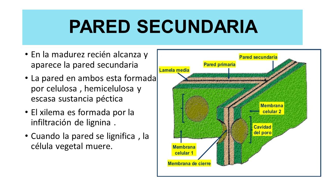 PARED SECUNDARIA En la madurez recién alcanza y aparece la pared secundaria.
