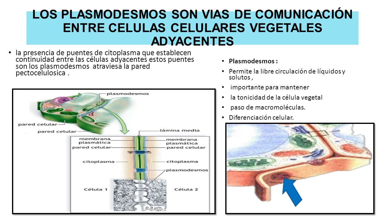 LOS PLASMODESMOS SON VIAS DE COMUNICACIÓN ENTRE CELULAS CELULARES VEGETALES ADYACENTES