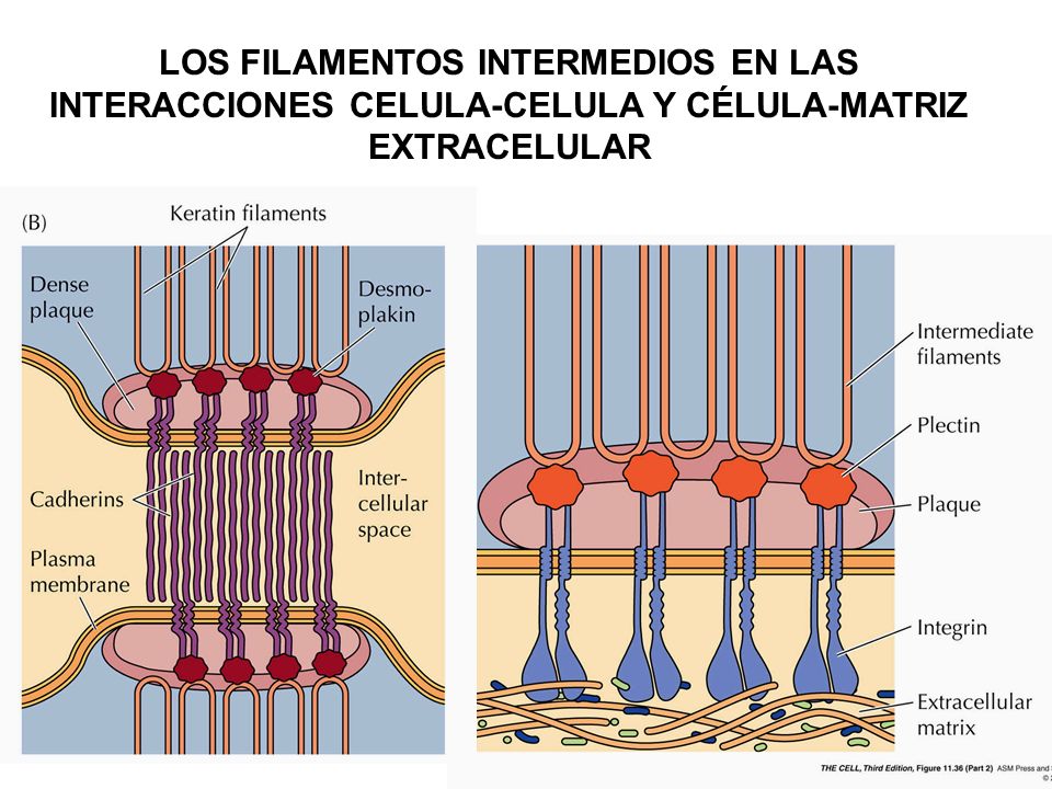 LOS FILAMENTOS INTERMEDIOS EN LAS INTERACCIONES CELULA-CELULA Y CÉLULA-MATRIZ EXTRACELULAR