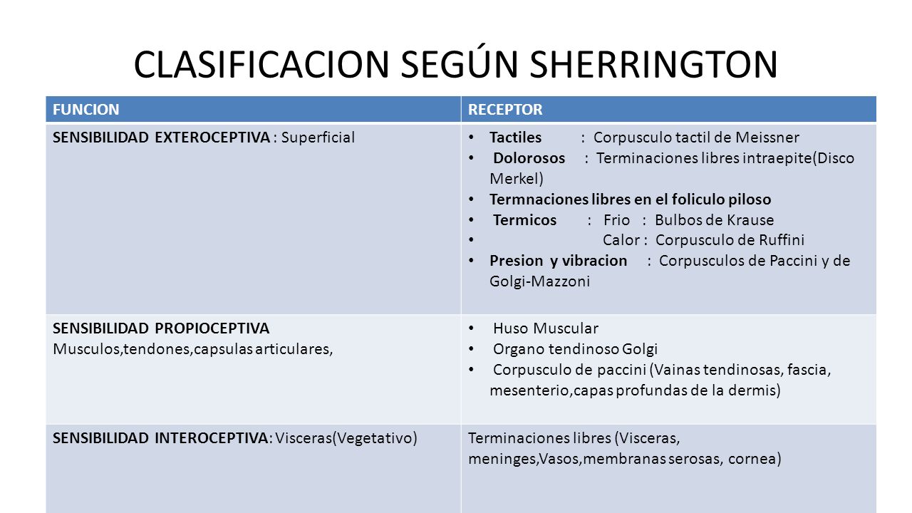 SENSIBILIDAD FISIOLOGÍA MEDULAR Y MUSCULAR - ppt video online descargar