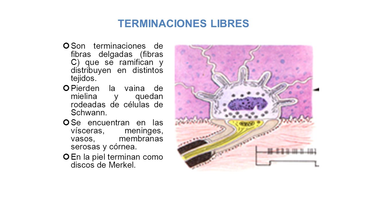 TERMINACIONES LIBRES Son terminaciones de fibras delgadas (fibras C) que se ramifican y distribuyen en distintos tejidos.