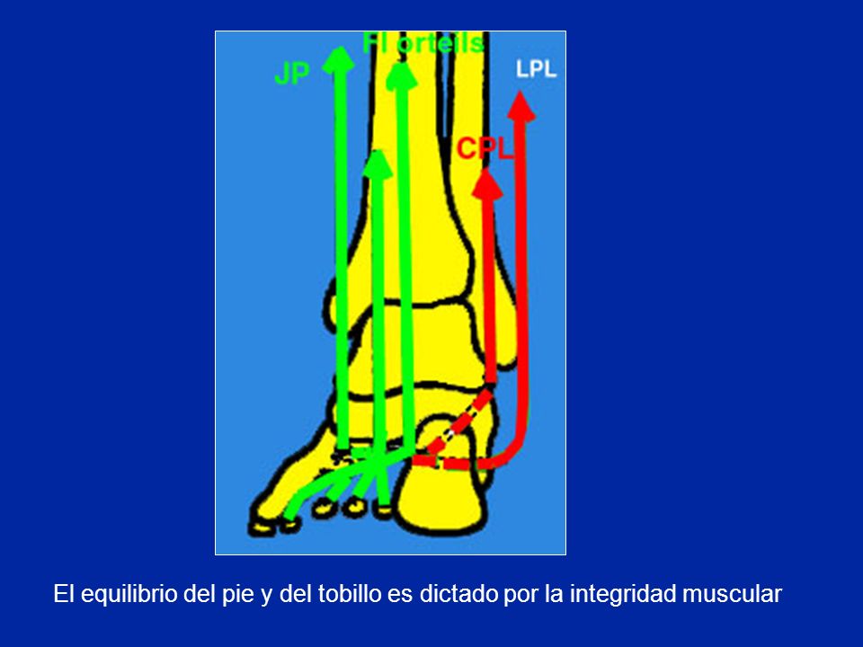 El equilibrio del pie y del tobillo es dictado por la integridad muscular