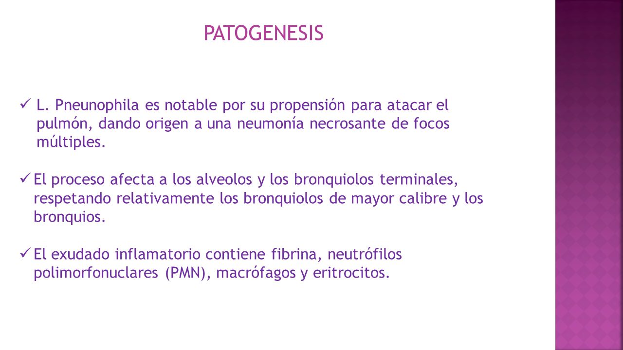 PATOGENESIS L. Pneunophila es notable por su propensión para atacar el pulmón, dando origen a una neumonía necrosante de focos múltiples.