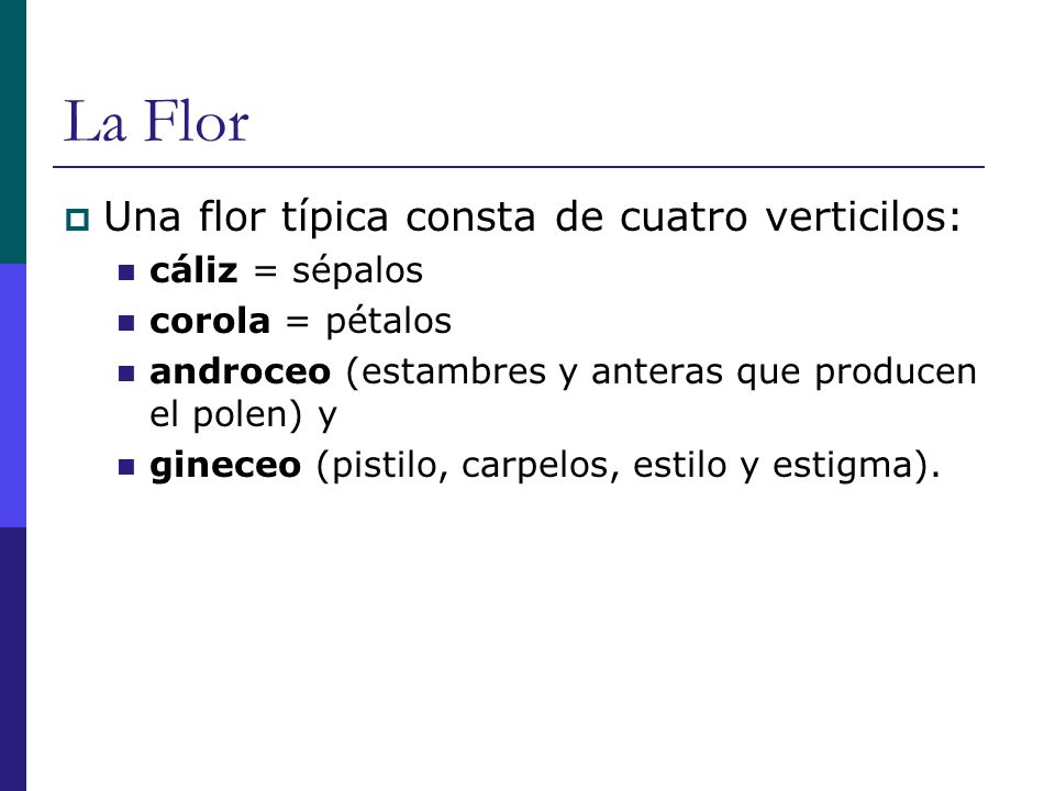 La Flor Una flor típica consta de cuatro verticilos: cáliz = sépalos