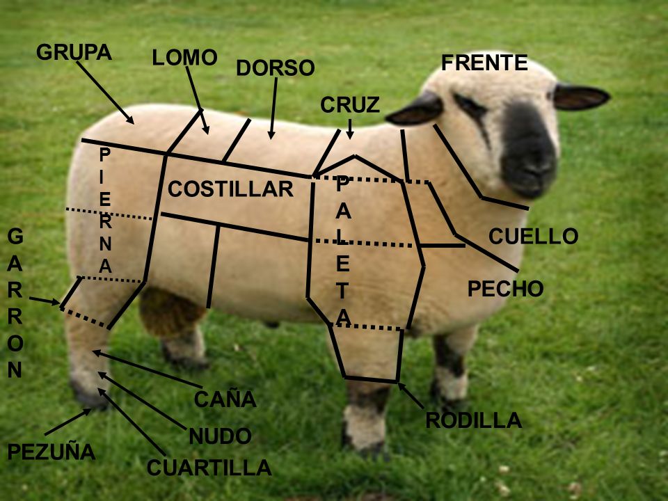 GRUPA LOMO FRENTE DORSO CRUZ PALETA COSTILLAR GARRON CUELLO PECHO CAÑA