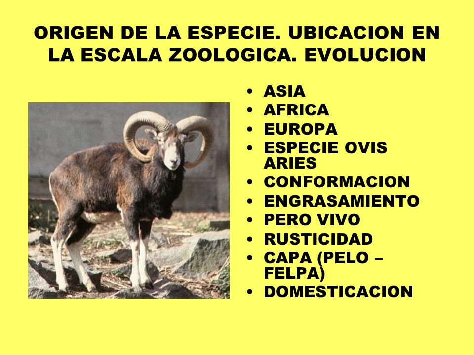 ORIGEN DE LA ESPECIE. UBICACION EN LA ESCALA ZOOLOGICA. EVOLUCION