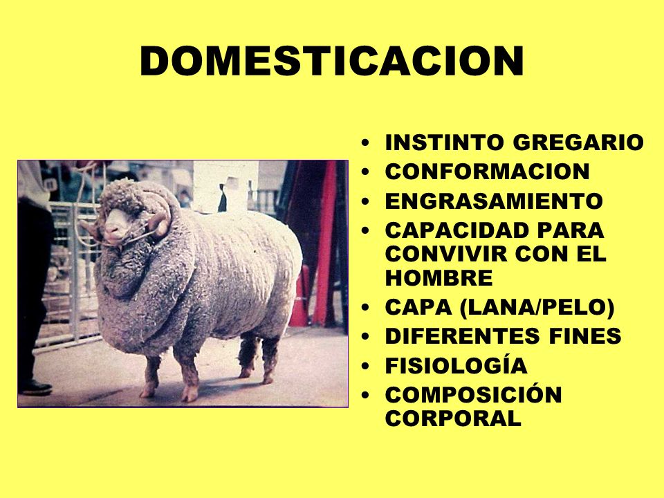 DOMESTICACION INSTINTO GREGARIO CONFORMACION ENGRASAMIENTO