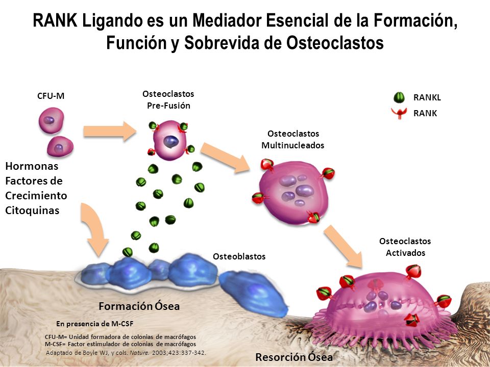 RANK Ligando es un Mediador Esencial de la Formación, Función y Sobrevida de Osteoclastos