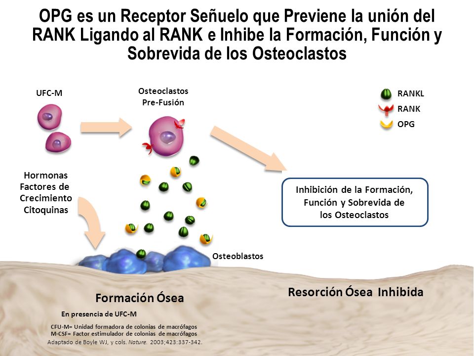 OPG es un Receptor Señuelo que Previene la unión del RANK Ligando al RANK e Inhibe la Formación, Función y Sobrevida de los Osteoclastos