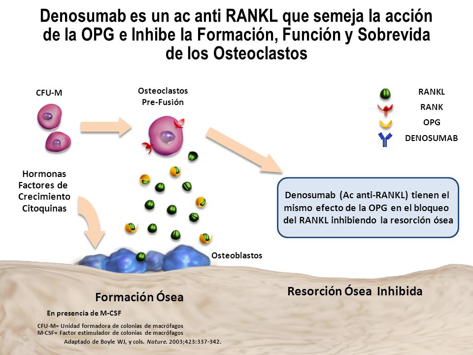 Denosumab es un ac anti RANKL que semeja la acción de la OPG e Inhibe la Formación, Función y Sobrevida de los Osteoclastos