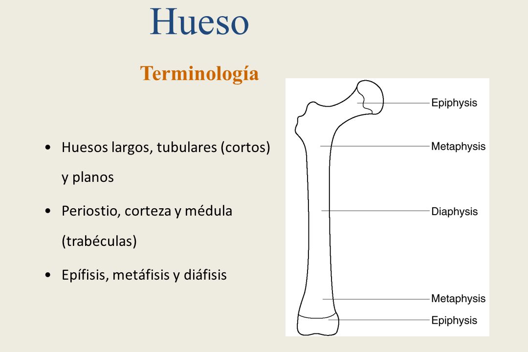 Hueso Terminología Huesos largos, tubulares (cortos) y planos