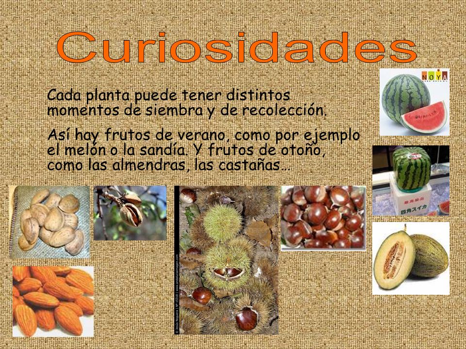Curiosidades Cada planta puede tener distintos momentos de siembra y de recolección.
