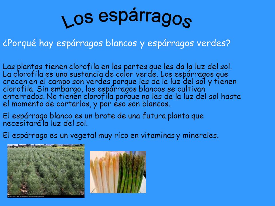 Los espárragos ¿Porqué hay espárragos blancos y espárragos verdes
