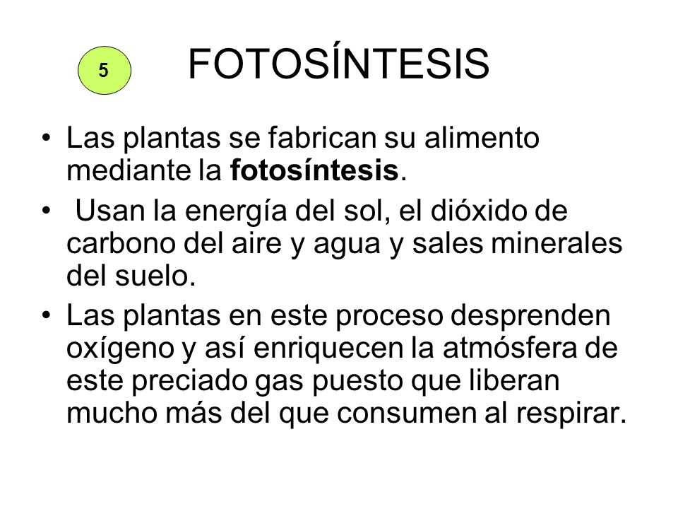 FOTOSÍNTESIS 5. Las plantas se fabrican su alimento mediante la fotosíntesis.