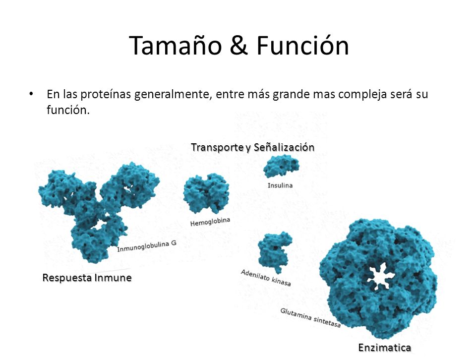 Tamaño & Función En las proteínas generalmente, entre más grande mas compleja será su función. Transporte y Señalización.