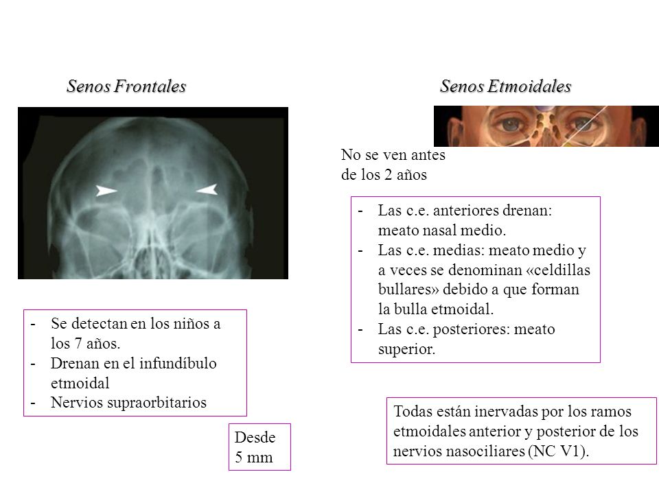 Senos Frontales Senos Etmoidales No se ven antes de los 2 años