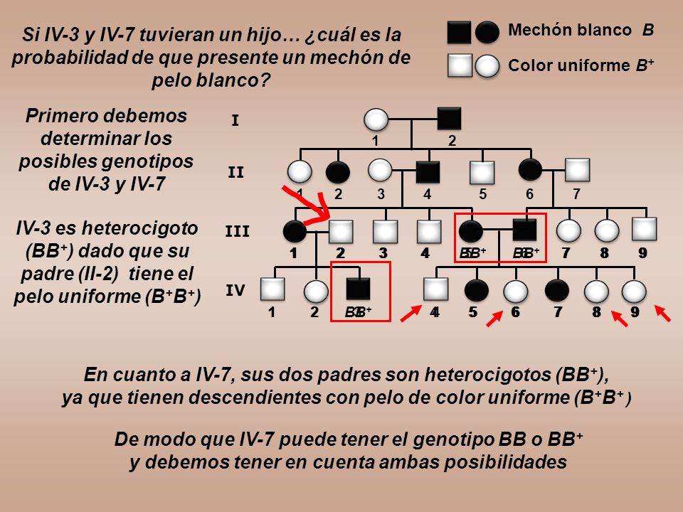 Primero debemos determinar los posibles genotipos de IV-3 y IV-7