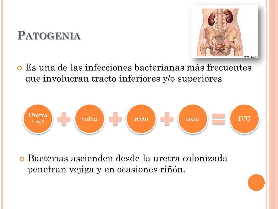 Patogenia Es una de las infecciones bacterianas más frecuentes que involucran tracto inferiores y/o superiores.