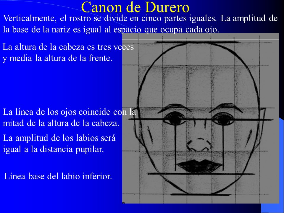 Canon de Durero Verticalmente, el rostro se divide en cinco partes iguales. La amplitud de.