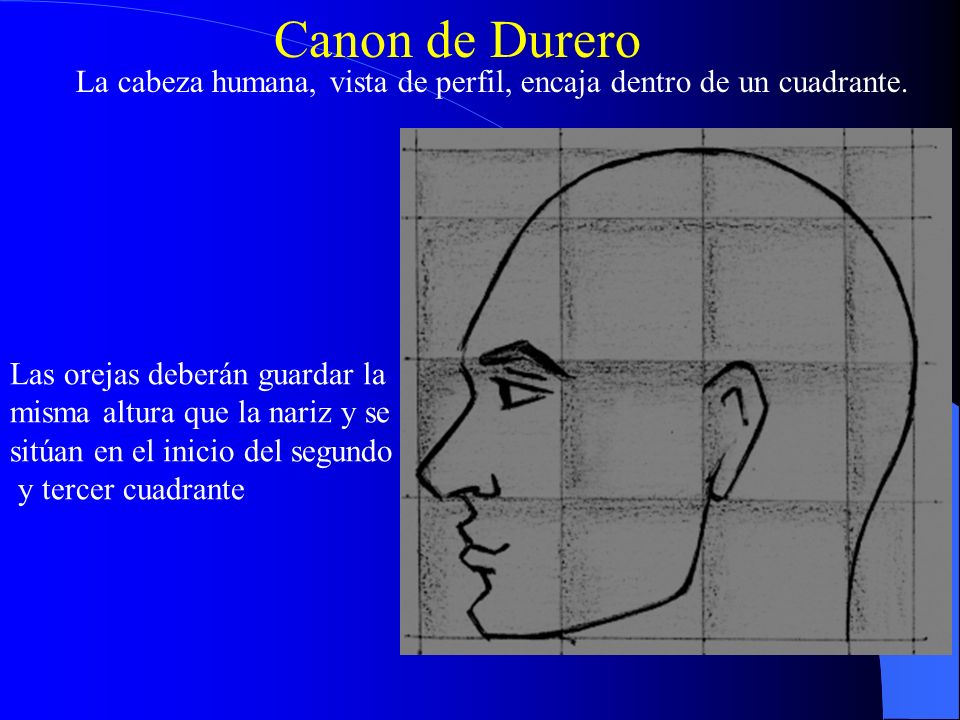 Canon de Durero La cabeza humana, vista de perfil, encaja dentro de un cuadrante. Las orejas deberán guardar la.