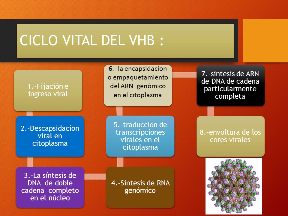 CICLO VITAL DEL VHB : 1.-Fijación e ingreso viral. 2.-Descapsidacion viral en citoplasma.