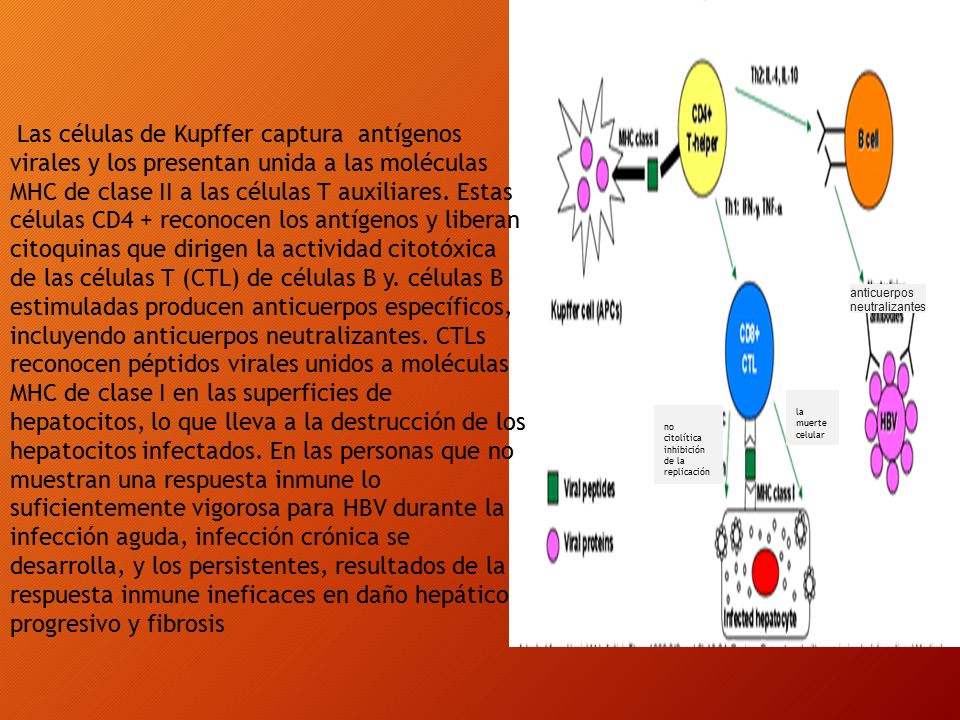 Las células de Kupffer captura antígenos virales y los presentan unida a las moléculas MHC de clase II a las células T auxiliares. Estas células CD4 + reconocen los antígenos y liberan citoquinas que dirigen la actividad citotóxica de las células T (CTL) de células B y. células B estimuladas producen anticuerpos específicos, incluyendo anticuerpos neutralizantes. CTLs reconocen péptidos virales unidos a moléculas MHC de clase I en las superficies de hepatocitos, lo que lleva a la destrucción de los hepatocitos infectados. En las personas que no muestran una respuesta inmune lo suficientemente vigorosa para HBV durante la infección aguda, infección crónica se desarrolla, y los persistentes, resultados de la respuesta inmune ineficaces en daño hepático progresivo y fibrosis