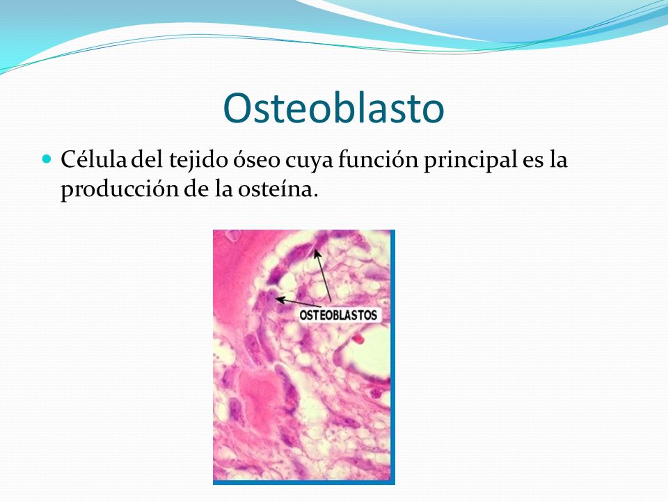 Osteoblasto Célula del tejido óseo cuya función principal es la producción de la osteína.