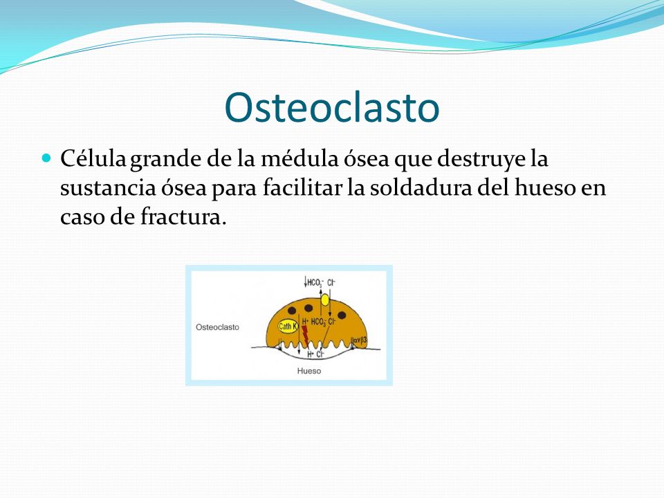 Osteoclasto Célula grande de la médula ósea que destruye la sustancia ósea para facilitar la soldadura del hueso en caso de fractura.