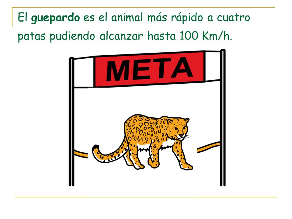 El guepardo es el animal más rápido a cuatro patas pudiendo alcanzar hasta 100 Km/h.
