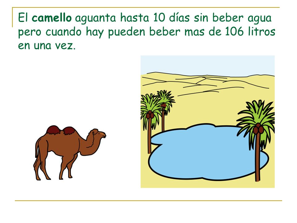 El camello aguanta hasta 10 días sin beber agua pero cuando hay pueden beber mas de 106 litros en una vez.