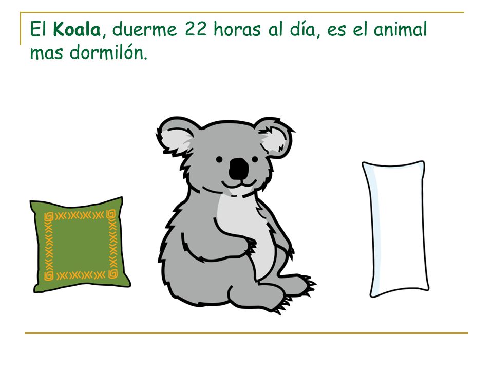 El Koala, duerme 22 horas al día, es el animal mas dormilón.