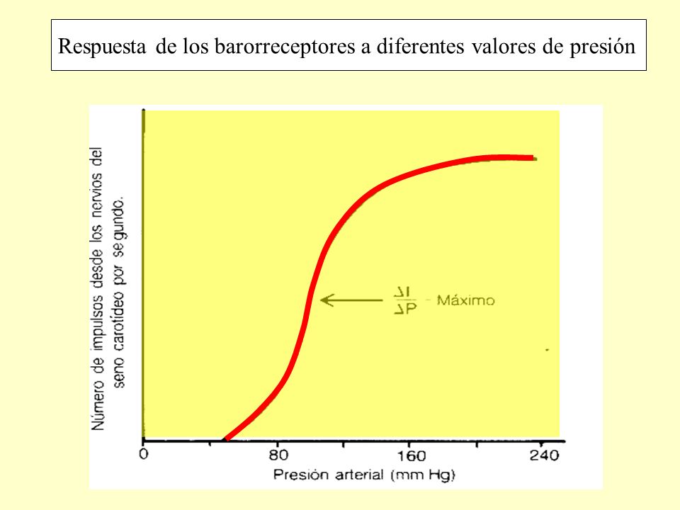 Respuesta de los barorreceptores a diferentes valores de presión