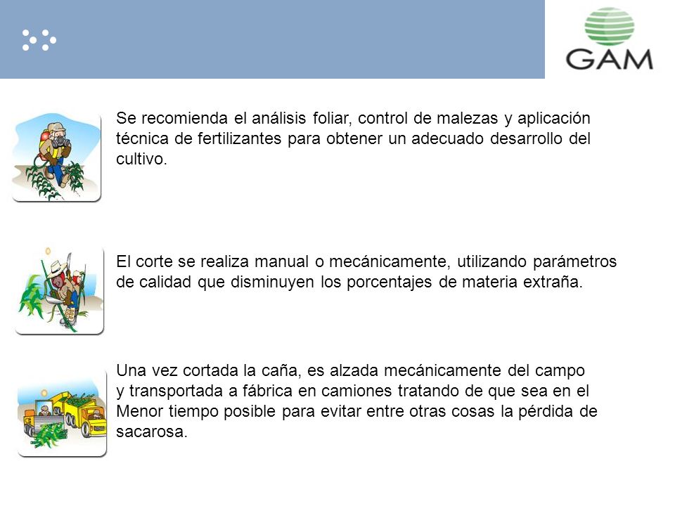 Se recomienda el análisis foliar, control de malezas y aplicación
