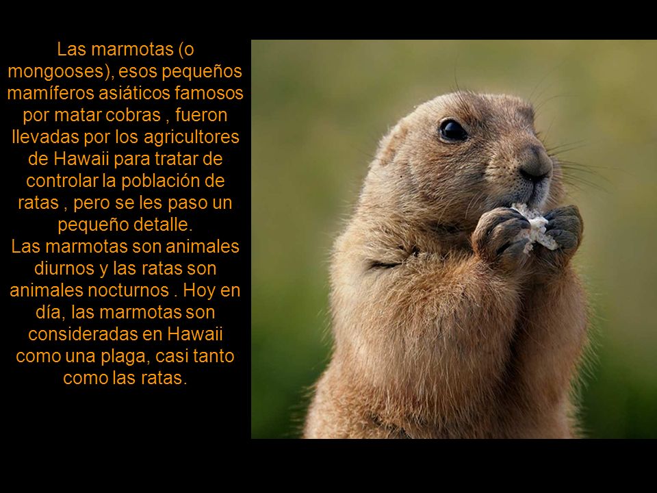 Las marmotas (o mongooses), esos pequeños mamíferos asiáticos famosos por matar cobras , fueron llevadas por los agricultores de Hawaii para tratar de controlar la población de ratas , pero se les paso un pequeño detalle.