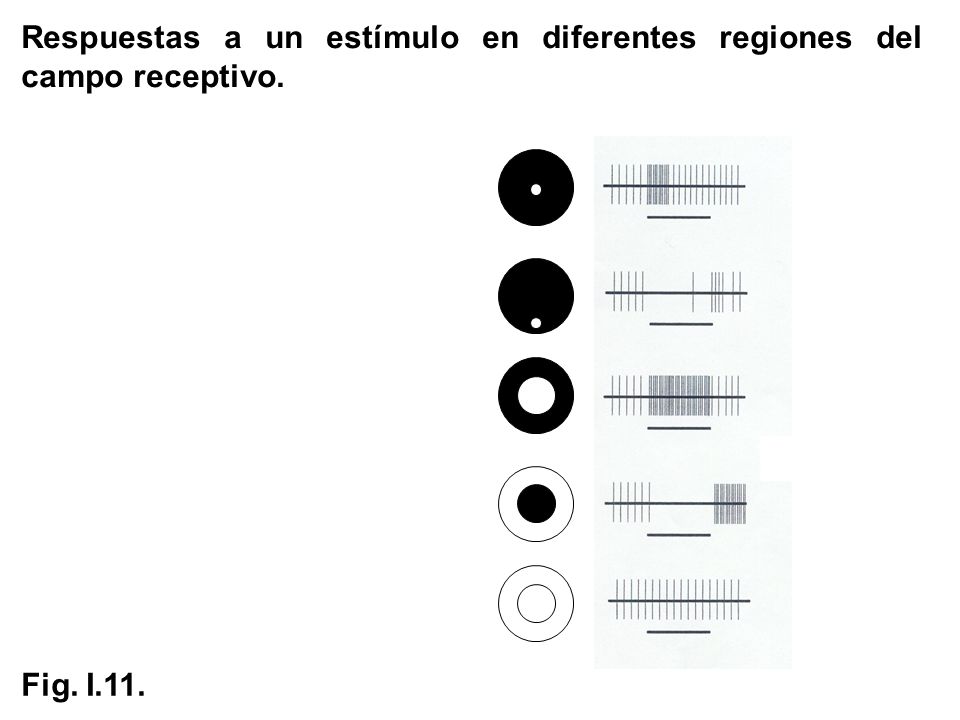Respuestas a un estímulo en diferentes regiones del campo receptivo.