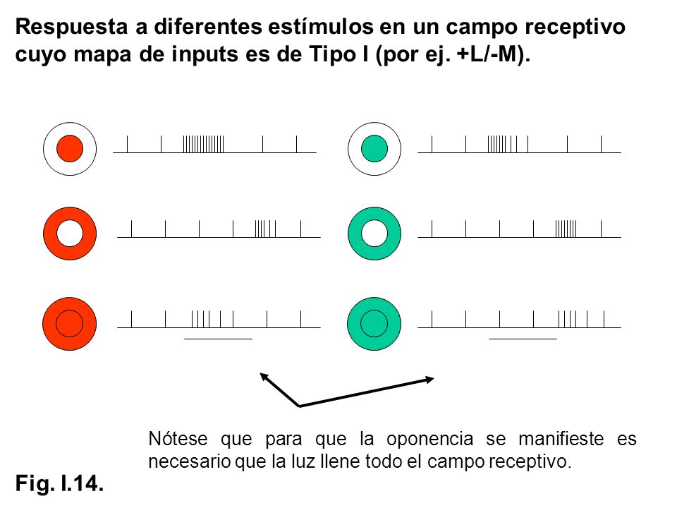 Respuesta a diferentes estímulos en un campo receptivo cuyo mapa de inputs es de Tipo I (por ej. +L/-M).