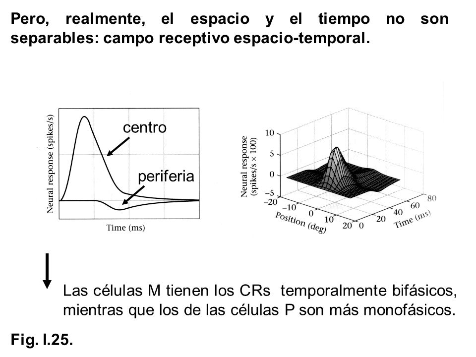 Pero, realmente, el espacio y el tiempo no son separables: campo receptivo espacio-temporal.