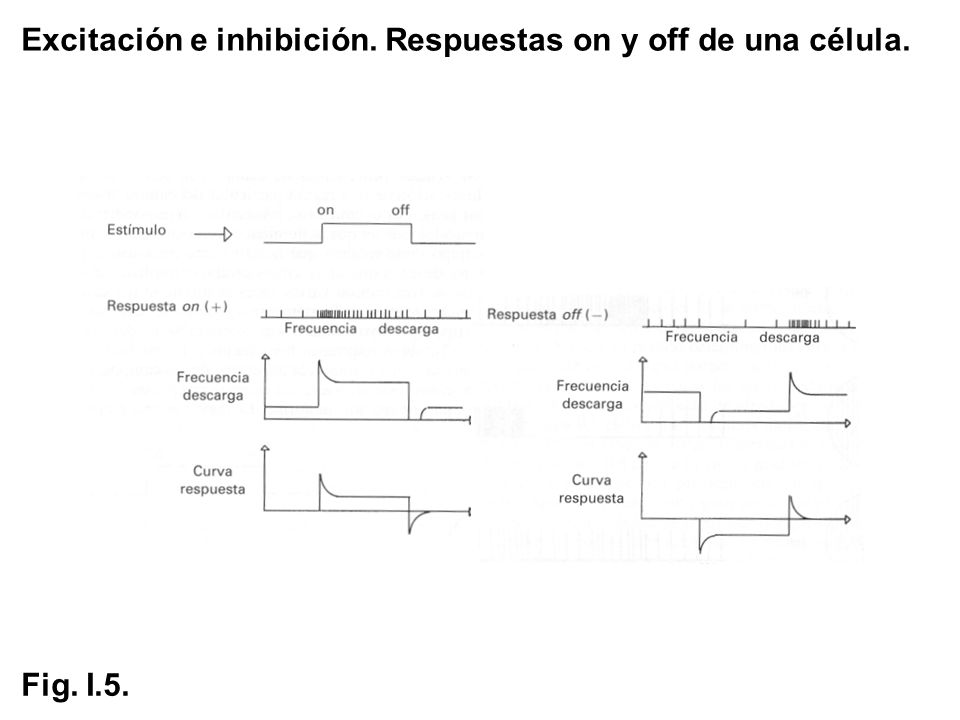 Excitación e inhibición. Respuestas on y off de una célula.