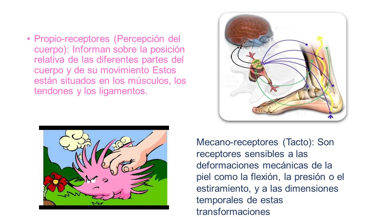 Propio-receptores (Percepción del cuerpo): Informan sobre la posición relativa de las diferentes partes del cuerpo y de su movimiento Estos están situados en los músculos, los tendones y los ligamentos.
