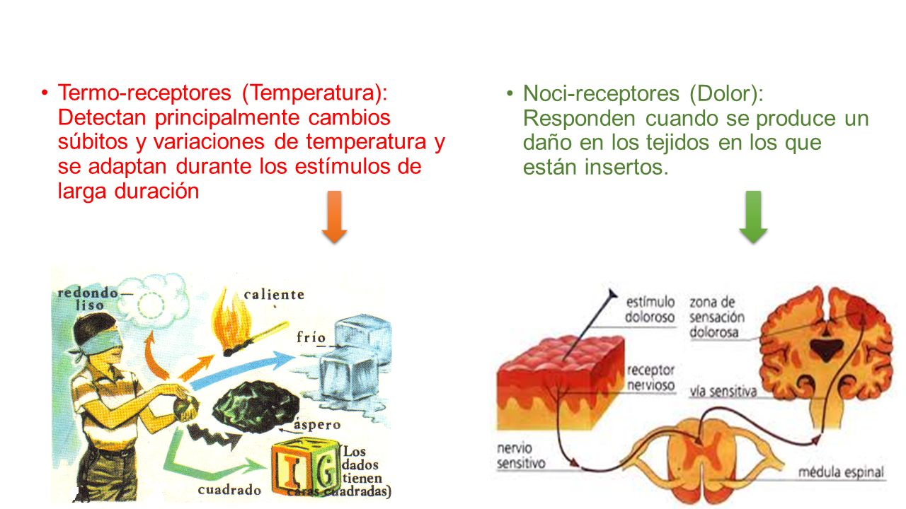 Noci-receptores (Dolor): Responden cuando se produce un daño en los tejidos en los que están insertos.