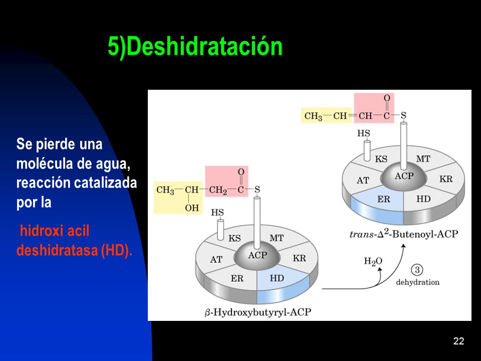 5)Deshidratación Se pierde una molécula de agua, reacción catalizada por la.