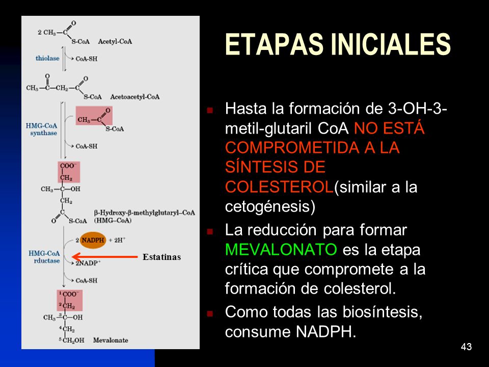 ETAPAS INICIALES Hasta la formación de 3-OH-3-metil-glutaril CoA NO ESTÁ COMPROMETIDA A LA SÍNTESIS DE COLESTEROL(similar a la cetogénesis)