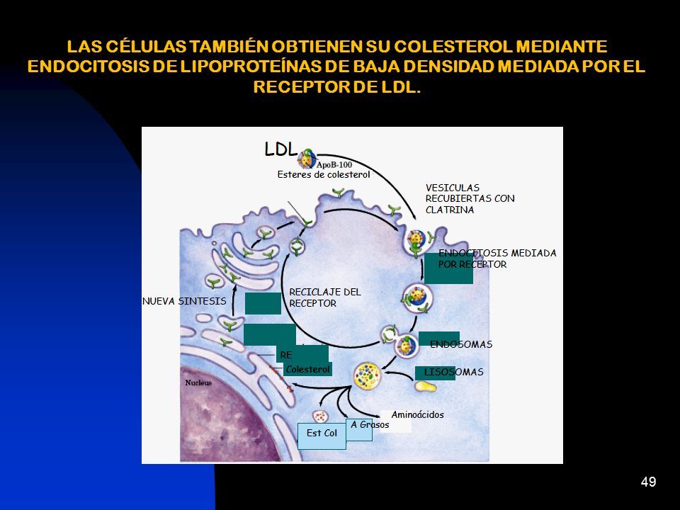 LAS CÉLULAS TAMBIÉN OBTIENEN SU COLESTEROL MEDIANTE ENDOCITOSIS DE LIPOPROTEÍNAS DE BAJA DENSIDAD MEDIADA POR EL RECEPTOR DE LDL.
